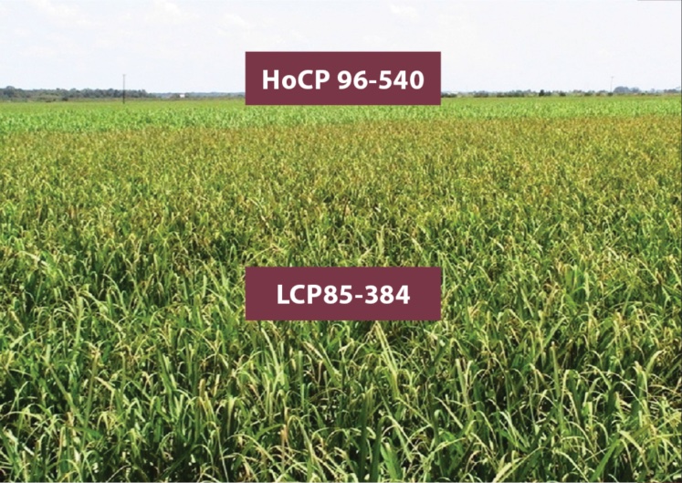 Sugarcane Variety Development in Louisiana: Past, Present and Future  